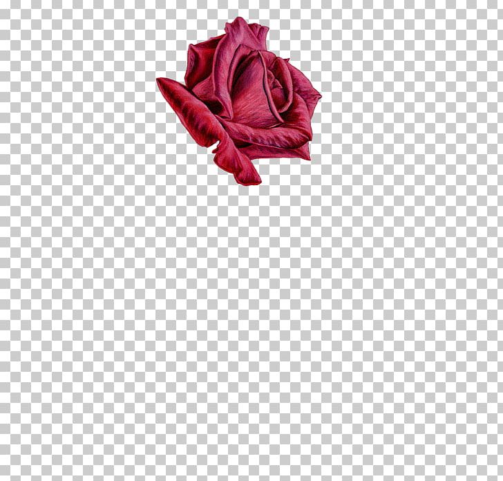 Garden Roses Cut Flowers Petal PNG, Clipart, Closeup, Cut Flowers, Flower, Flowering Plant, Garden Free PNG Download