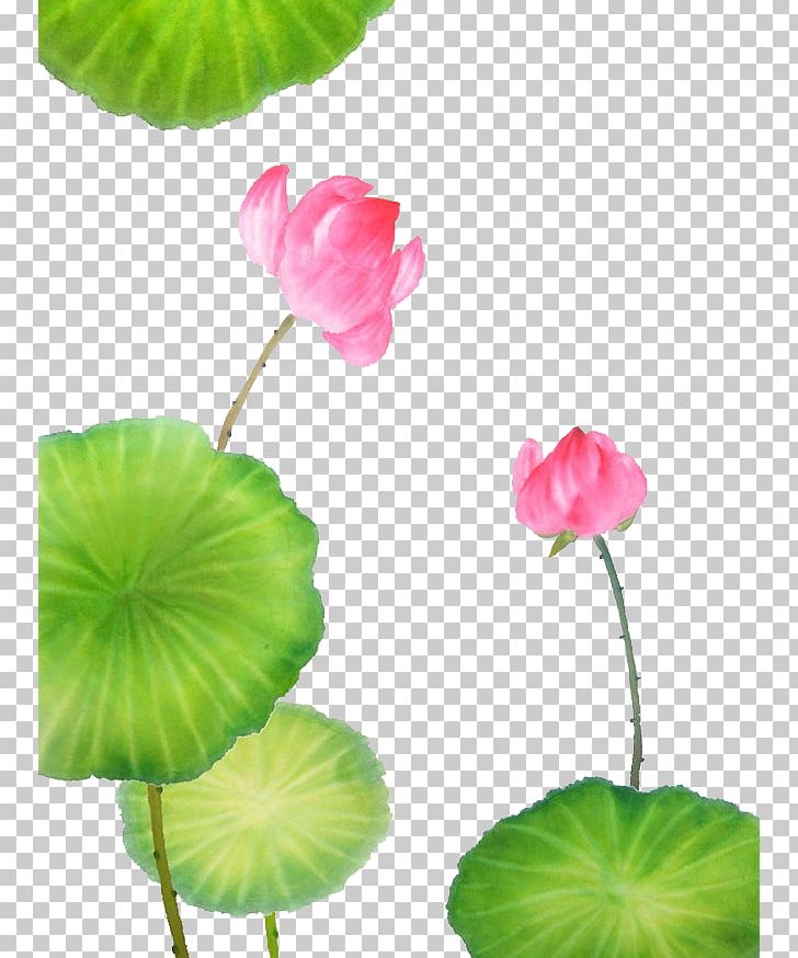 Nelumbo Nucifera Pancavidya Graphic Design Buddhism PNG, Clipart, Annual Plant, Aquatic Plant, Art, Decorative, Decorative Background Free PNG Download