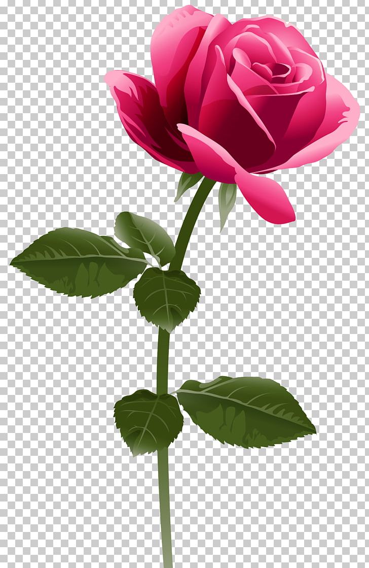 Rose Pink Flowers PNG, Clipart, Bud, China Rose, Cut Flowers, Diagram, Encapsulated Postscript Free PNG Download