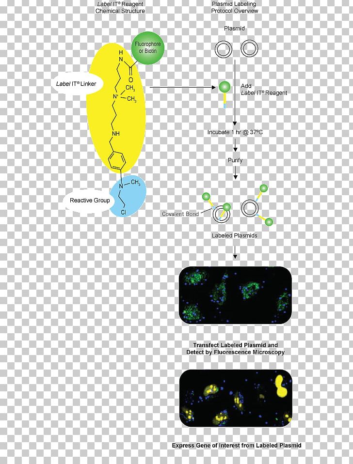 Plasmid Label Nucleic Acid Fluorophore PNG, Clipart, Acid, Area, Cyanine, Dna, Fluorescence Free PNG Download