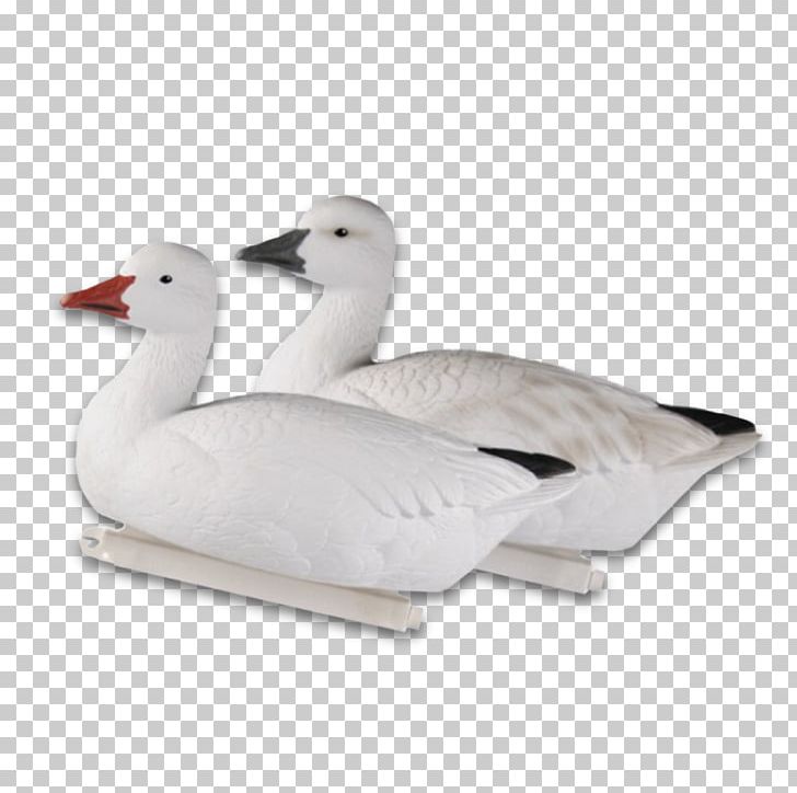 Snow Goose Duck Dangate Mallard PNG, Clipart, Animals, Beak, Bird, Canada Goose, Catcher Free PNG Download