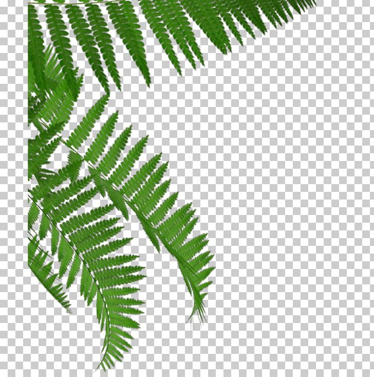 Fern Tea Tree HTTP Cookie Plant Stem PNG, Clipart, Family, Fern, Ferns And Horsetails, Food Drinks, Fruit Tree Free PNG Download