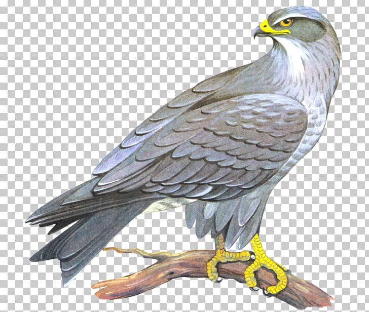 Portable Network Graphics Transparency Computer Icons PNG, Clipart, Accipitriformes, Animals, Background, Bald Eagle, Beak Free PNG Download