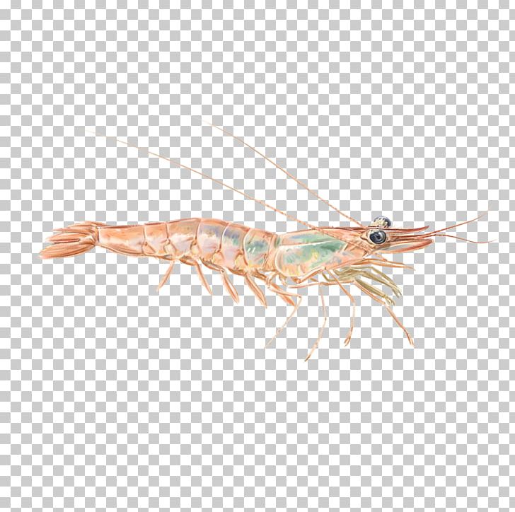 Prawns Caridean Shrimp Krill Crustacean PNG, Clipart, Animal, Animals, Animal Source Foods, Carapace, Caridean Shrimp Free PNG Download