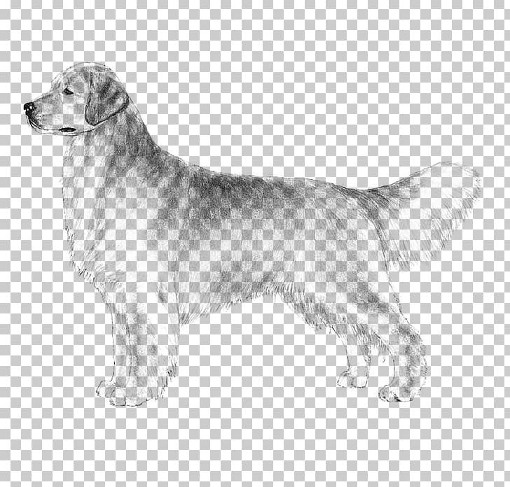 The Golden Retriever Labrador Retriever Puppy Dog Breed PNG, Clipart, Animals, Carnivoran, Companion Dog, Dog Breed, Dog Breed Group Free PNG Download