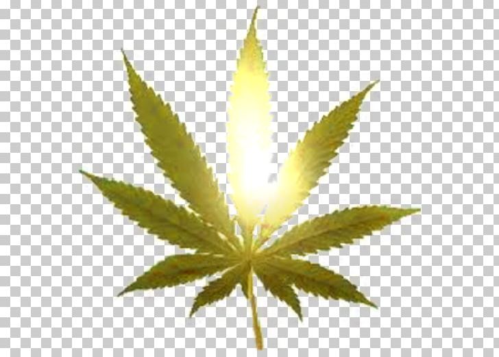 Cannabis Legalization Smoking Marijuana 420 Day PNG, Clipart, 420 Day, Cannabis, Cannabis Smoking, Colorado Amendment 64, Drug Free PNG Download