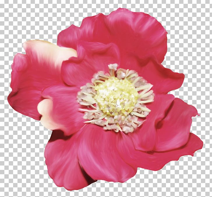 Cut Flowers Rosaceae Peony Petal PNG, Clipart, Cut Flowers, Family, Flower, Flowering Plant, Flower Rose Free PNG Download