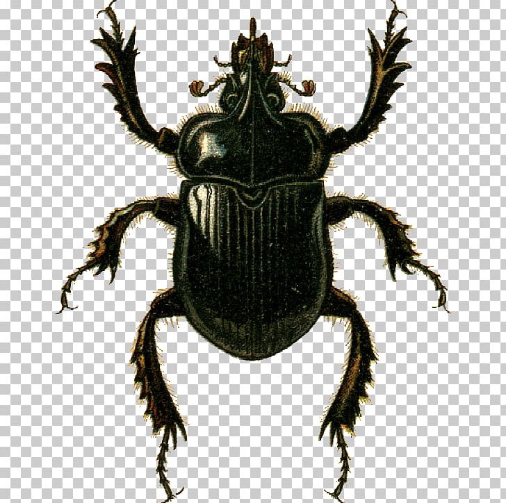 Dung Beetle Goliathus Scarabaeoidea Weevil PNG, Clipart, Animals, Arthropod, Beetle, Ceratophyus Polyceros, Dung Beetle Free PNG Download