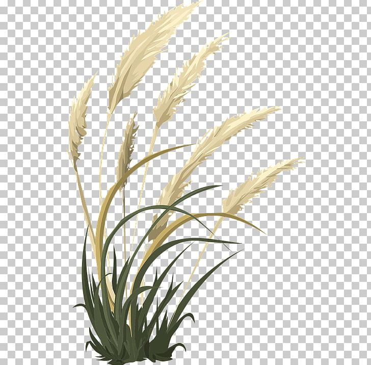 Grasses Pampas Grass Ornamental Grass Funeral Home PNG, Clipart, Battle With Cancer, Commodity, Cremation, Flowering Plant, Fountain Grass Free PNG Download