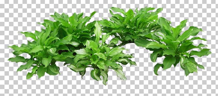 Green Herbaceous Plant PNG, Clipart, Background Green, Clips, Decorative, Decorative Material, Elements Free PNG Download