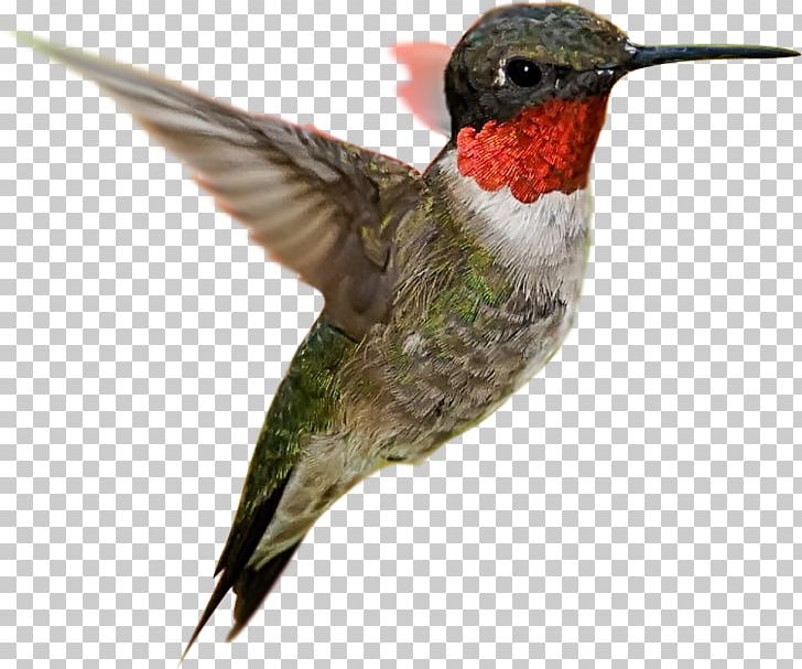 Hummingbird Desktop Flight Feather PNG, Clipart, Animal, Beak, Bird, Desktop Wallpaper, Fauna Free PNG Download