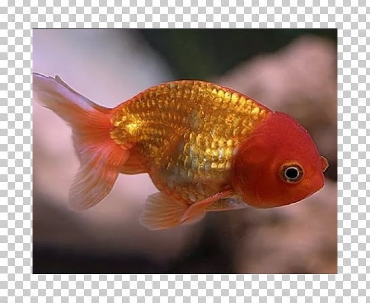 Lionhead Ranchu Oranda Siamese Fighting Fish PNG, Clipart, Animal, Animals, Aquarium, Bony Fish, Breed Free PNG Download