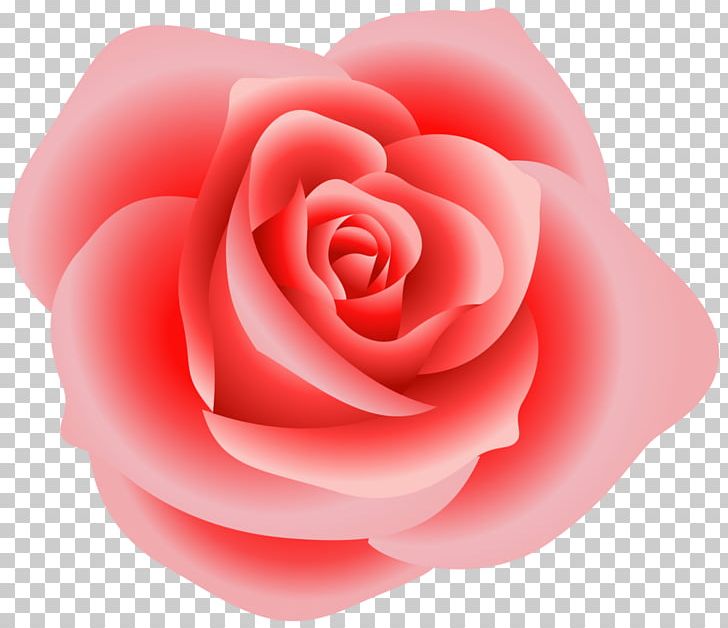 Rose Pink PNG, Clipart, Blog, China Rose, Closeup, Cut Flowers, Flower Free PNG Download