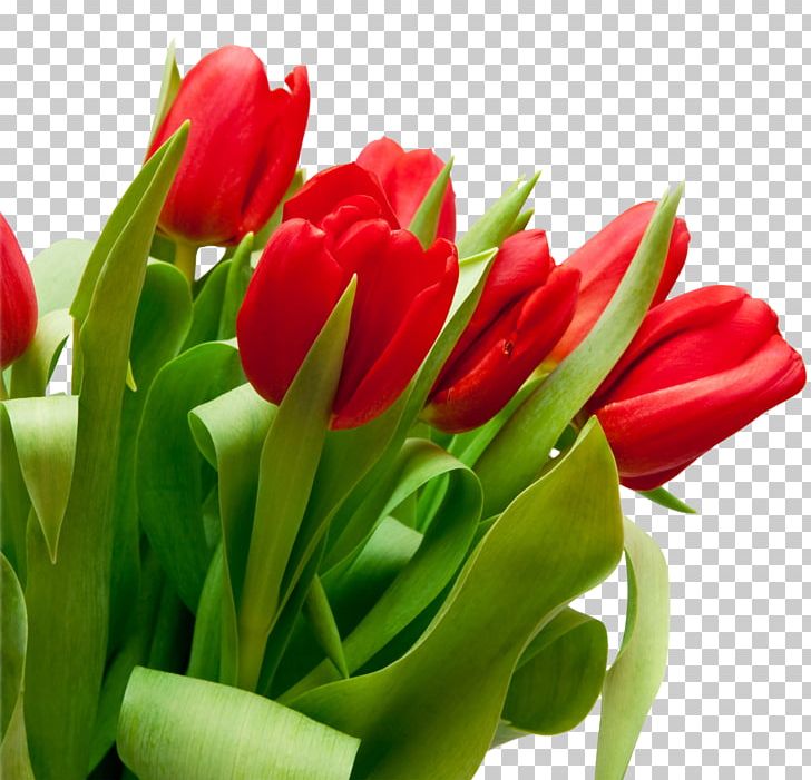 Tulip Red Flower Bouquet PNG, Clipart, Birds Eye Chili, Bud, Color, Cut Flowers, Desktop Wallpaper Free PNG Download