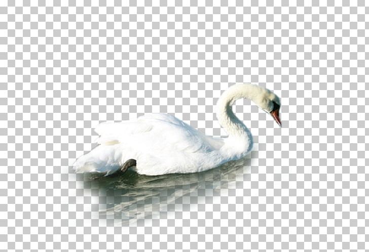 Water Duck PNG, Clipart, Adobe Illustrator, Animal, Animals, Beak, Bird Free PNG Download