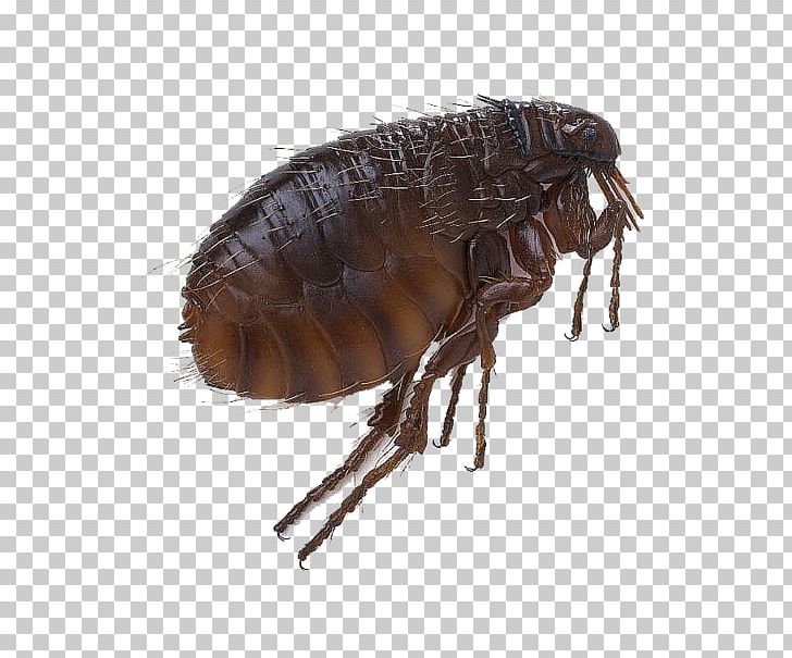 Black Death Fleas And Lice Head Louse Sucking Louse PNG, Clipart, Arthropod, Cat, Cat Flea, Disease, Dog Free PNG Download