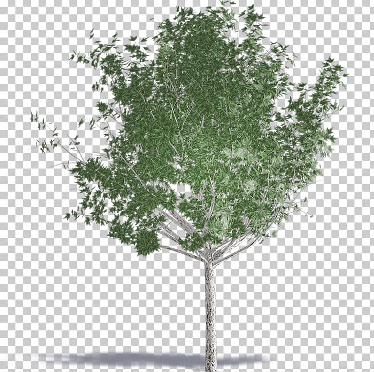 Building Information Modeling Computer-aided Design Autodesk Revit Plants Tree PNG, Clipart, Archicad, Artlantis, Autocad, Autocad Dxf, Autodesk Revit Free PNG Download
