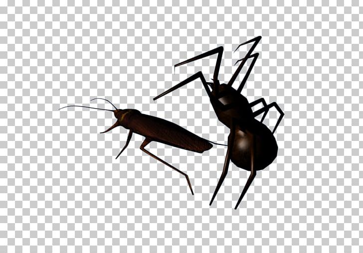 Cockroach And Spider Lite Insect Computer Icons PNG, Clipart, Animals, App, Arthropod, Cockroach, Computer Icons Free PNG Download