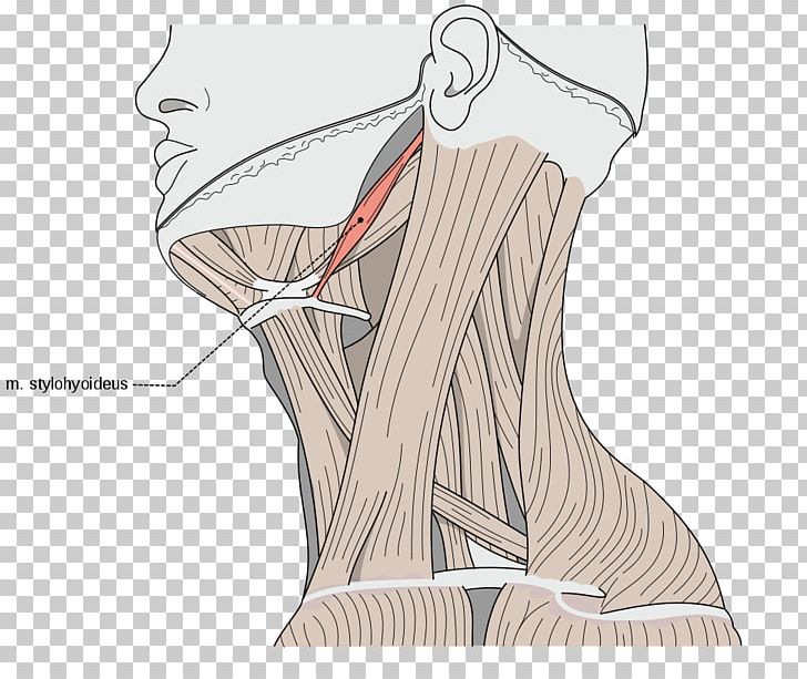Sternocleidomastoid Muscle Omohyoid Muscle Human Body Neck PNG, Clipart, Abdomen, Anatomy, Angle, Arm, Foot Free PNG Download
