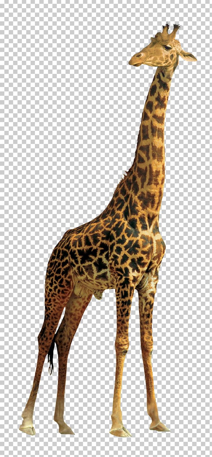 Giraffe PNG, Clipart, Android, Animal, Animals, Clip Art, Editing Free PNG Download
