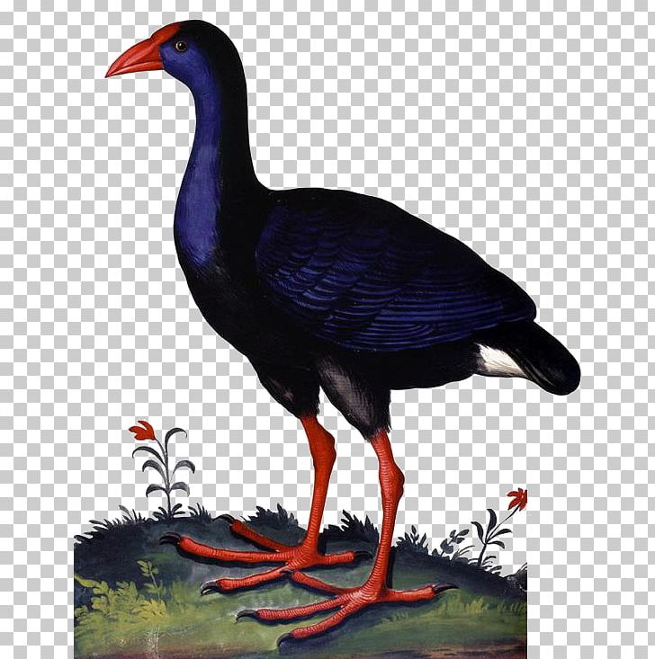 University Of Bologna Duck Monstrorum Historia Western Swamphen PNG, Clipart, 4 May, Animal, Animals, Background Black, Bird Free PNG Download