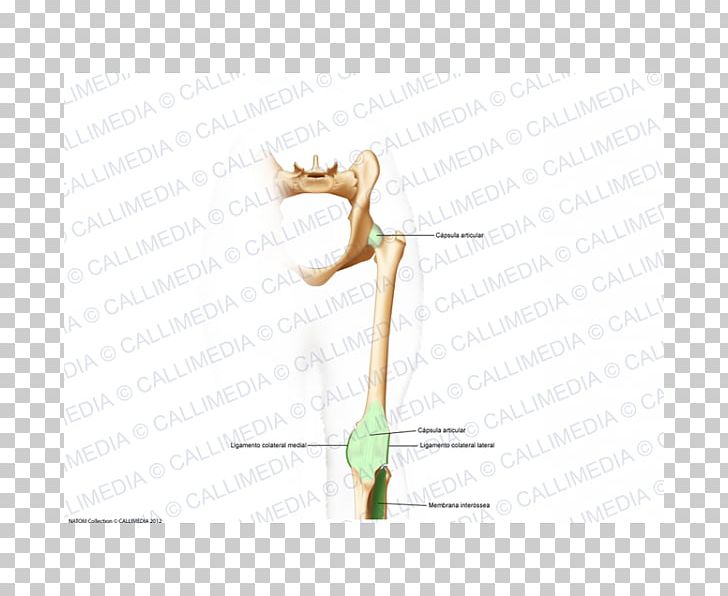 Finger Wood /m/083vt PNG, Clipart, Angle, Arm, Finger, Hand, Joint Free PNG Download