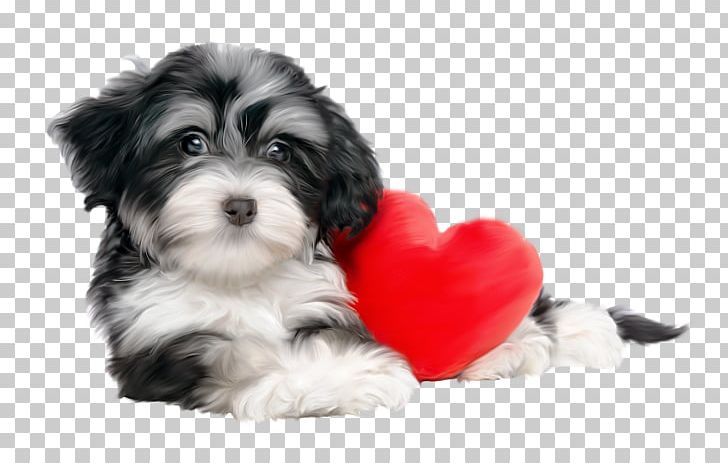 Havanese Dog Puppy Pharaoh Hound Shih Tzu Valentine's Day PNG, Clipart,  Free PNG Download