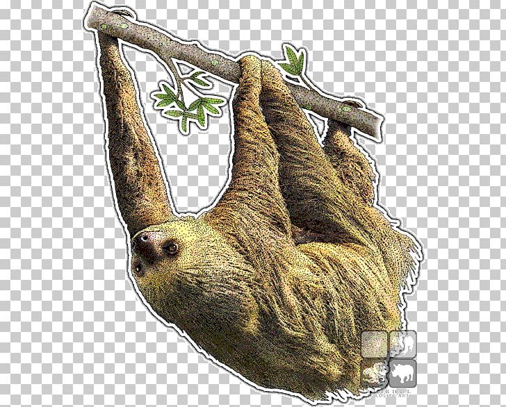 Hoffmann's Two-toed Sloth Brown-throated Sloth Giant Panda Animal PNG, Clipart,  Free PNG Download