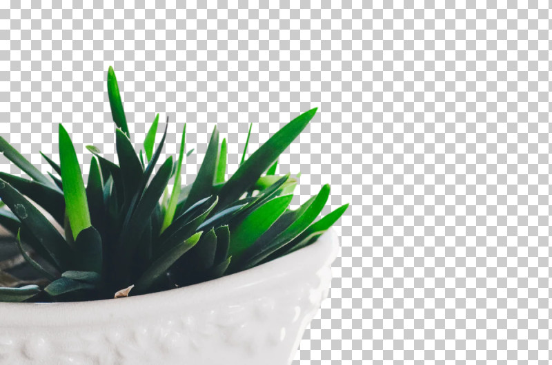 Cactus PNG, Clipart, Cactus, Flowerpot, Haworthia, Haworthiopsis Attenuata, Houseplant Free PNG Download