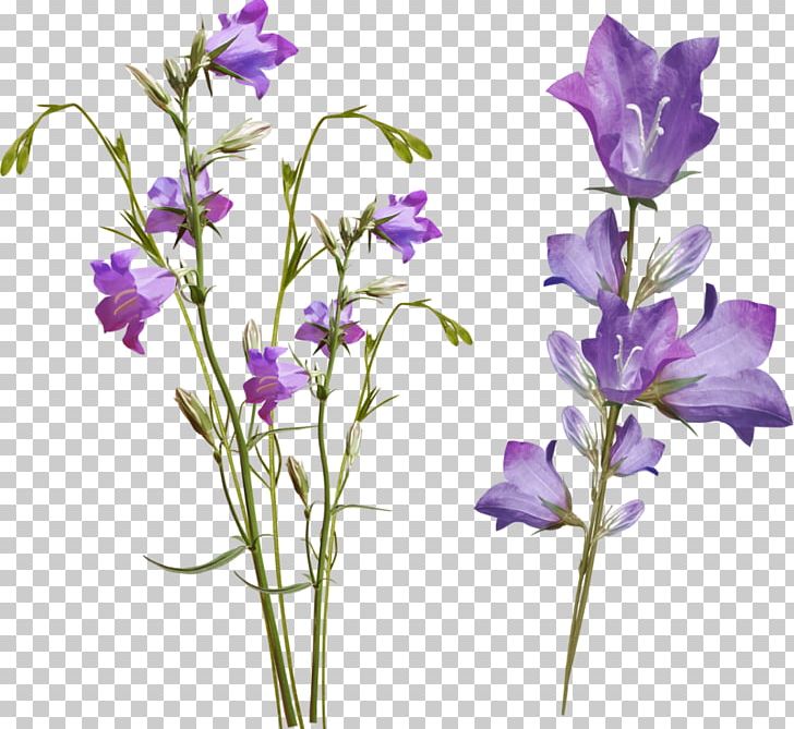 Bellflowers PNG, Clipart, Bellflower Family, Blume, Color, Cut Flowers, Digital Image Free PNG Download