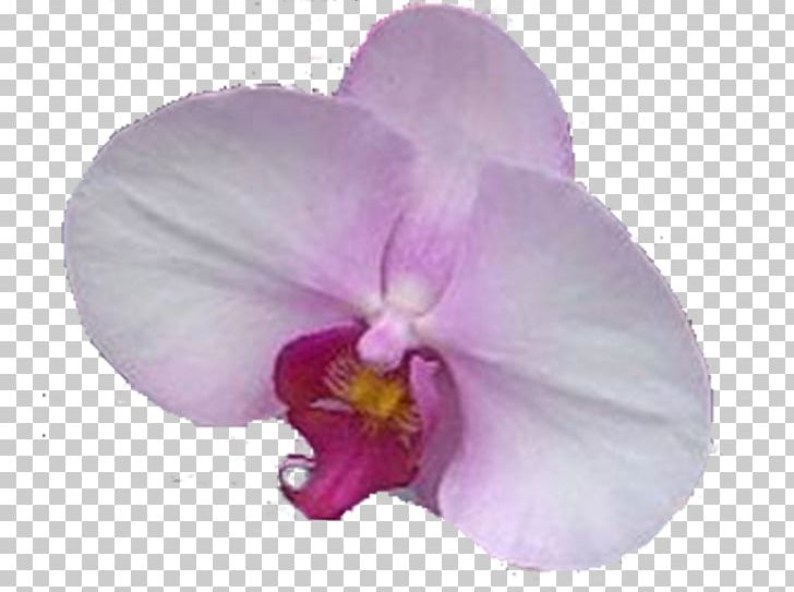Christmas Orchid Moth Orchids Pansy Violet PNG, Clipart, Cattleya, Cattleya Orchids, Christmas Orchid, Flower, Flowering Plant Free PNG Download