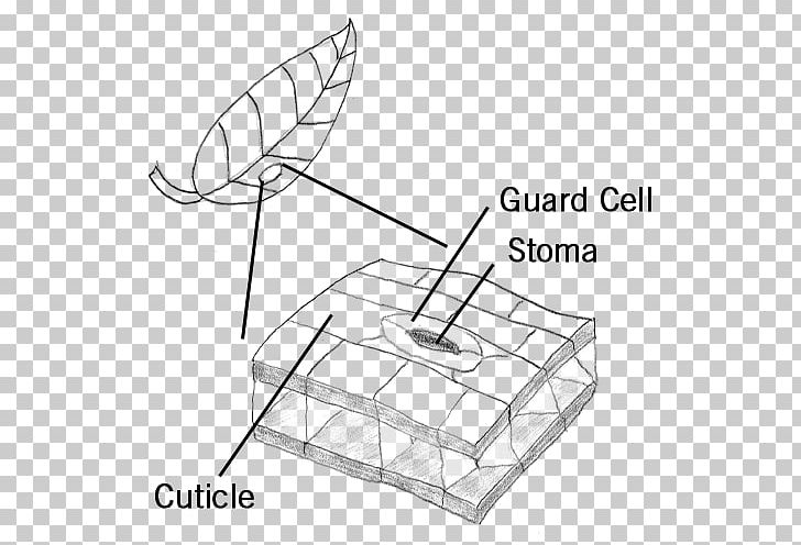 Guard Cell Stoma Leaf Microscope PNG, Clipart, Angle, Area, Artwork, Black And White, Carbon Dioxide Free PNG Download