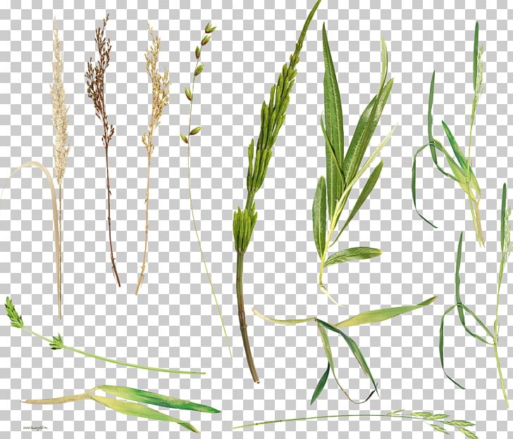 Herbaceous Plant Herbalism Plant Stem PNG, Clipart, Commodity, Emmer, Flora, Flowering Plant, Food Grain Free PNG Download