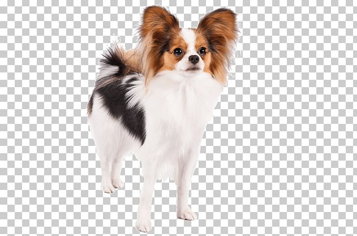 Papillon Dog Jack Russell Terrier Pug German Shepherd Maltese Dog PNG, Clipart, Animals, Breed, Carnivoran, Companion Dog, Cuteness Free PNG Download