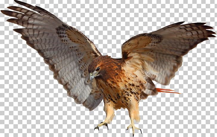 Red-tailed Hawk Bird Bald Eagle PNG, Clipart, Accipitriformes, Animals, Bald Eagle, Beak, Bird Free PNG Download
