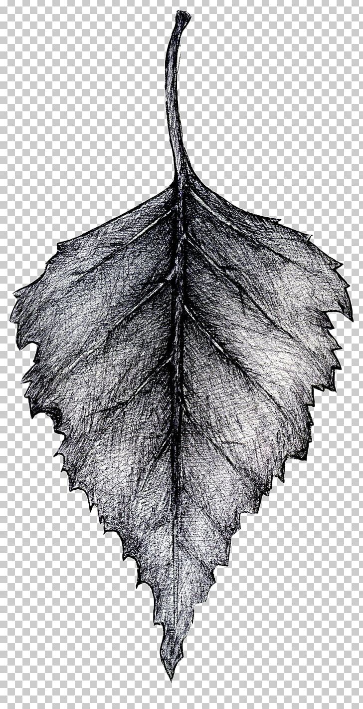 Twig Leaf Tree Of Life PNG, Clipart, Beech, Birch, Black And White, British Empire, British People Free PNG Download