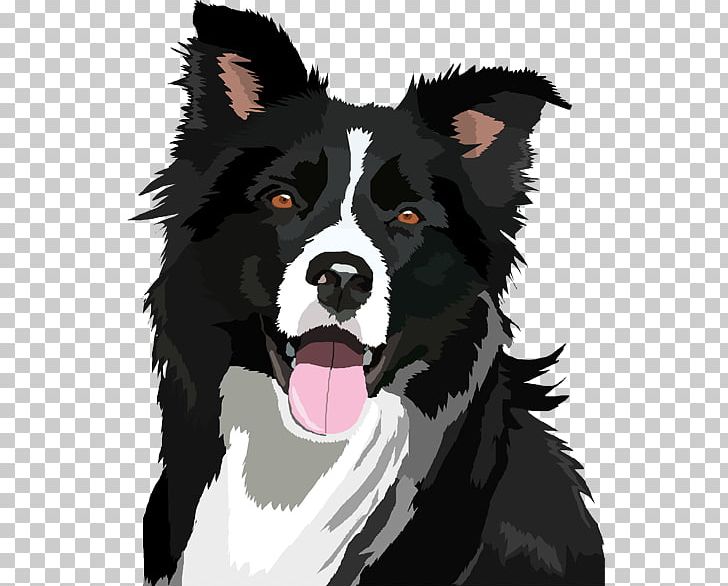 Border Collie Bearded Collie PNG, Clipart, Animals, Bearded Collie, Border Collie, Carnivoran, Clip Art Free PNG Download