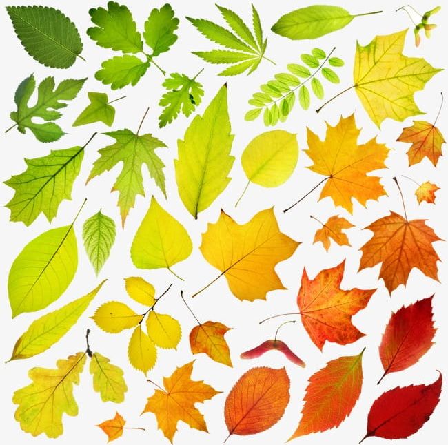 Falling Leaves PNG, Clipart, Autumn, Autumn Leaves, Branches, Branches And Leaves, Falling Clipart Free PNG Download