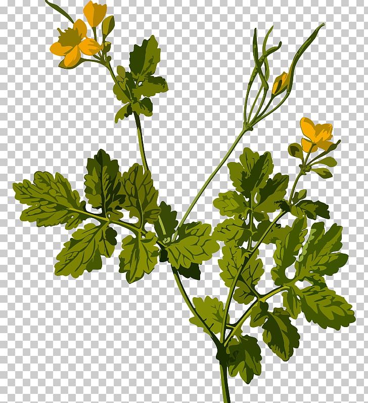 Greater Celandine Herbaceous Plant Ficaria Verna PNG, Clipart, Alkaloid, Anthriscus, Bloodroot, Branch, Chelerythrine Free PNG Download