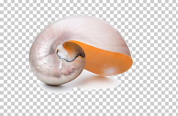 Nautilidae Seashell Chambered Nautilus Spiral PNG, Clipart, Ammonites, Cartoon Conch, Chambered Nautilus, Chicoreus Ramosus, Conch Free PNG Download