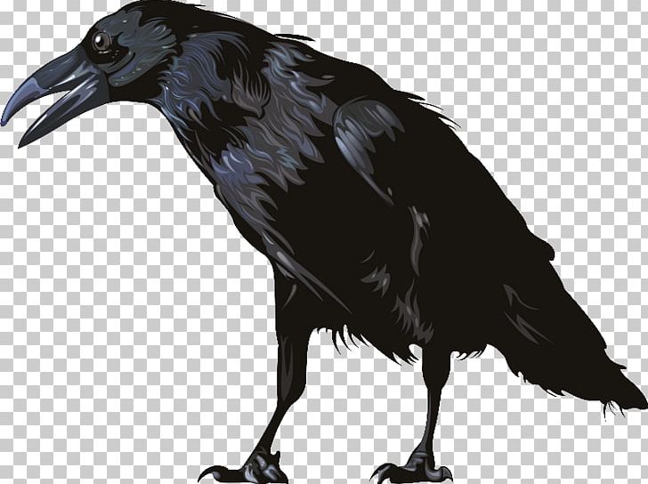 American Crow Computer Icons Graphics Software PNG, Clipart, American Crow, Beak, Bird, Common Raven, Computer Graphics Free PNG Download