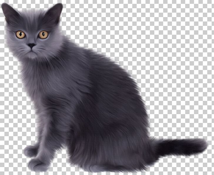 Chartreux British Shorthair Exotic Shorthair Kitten Persian Cat
