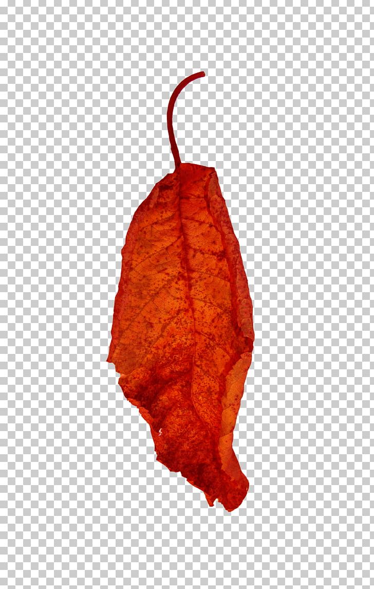 Leaf Red Euclidean PNG, Clipart, Euclidean Vector, Gratis, Green Leaf, Leaf, Leaf And Petals Free PNG Download