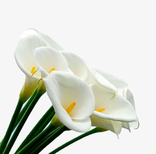 White Calla Flower Bouquet PNG, Clipart, Bouquet, Bouquet Clipart, Calla, Calla Clipart, Calla Lily Free PNG Download