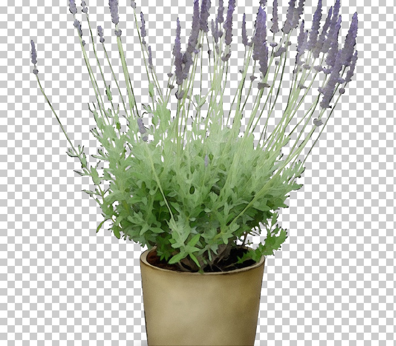 Lavender PNG, Clipart, Biology, English Lavender, Flowerpot, Lavender, Paint Free PNG Download