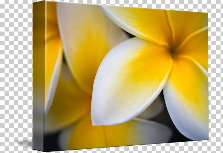 Flower Still Life Photography Close-up Petal PNG, Clipart, Closeup, Closeup, Computer Wallpaper, Desktop Wallpaper, Flora Free PNG Download