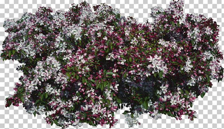 Lilac Purple Violet Tree Shrub PNG, Clipart, Branch, Bushes, Flower, Flowering Plant, Garden Free PNG Download