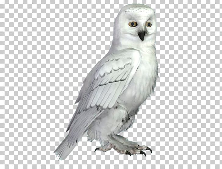 Little Owl Bird Snowy Owl Tawny Owl PNG, Clipart, Animals, Athene, Barn Owl, Beak, Bird Free PNG Download