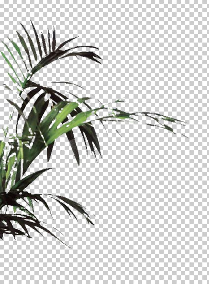 Plant Euclidean Icon PNG, Clipart, Arecaceae, Arecales, Black And White, Branch, Computer Wallpaper Free PNG Download