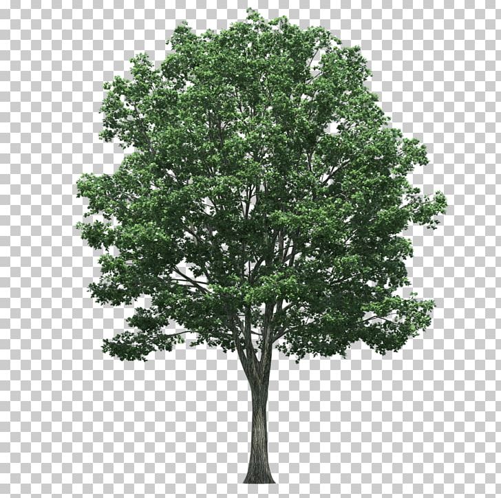 Populus Nigra Tree PNG, Clipart, Branch, Computer Icons, Cottonwood, Layers, Nature Free PNG Download